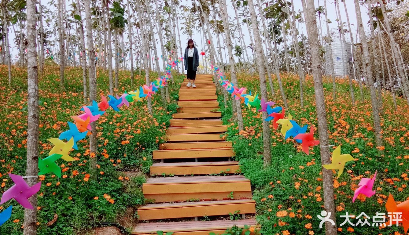 春日出游攻略3  云梯山的黄花铃木开啦