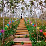 春日出游攻略3  云梯山的黄花铃木开啦