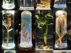 -广东中医药博物馆