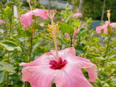 -深圳国际园林花卉博览园