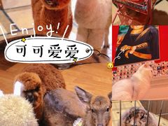 -猫色咖啡·猫咖