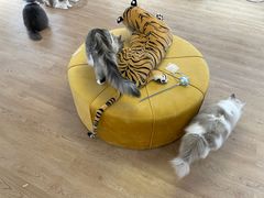 -1013 PET SHOP精品宠物商店(丁香店)