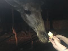 -清迈夜间动物园
