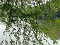 -深圳仙湖植物园