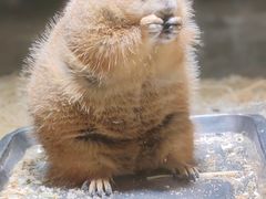 -绿色星球动物主题公园