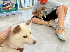 -柴犬小屋·柴餐厅·狗咖食堂(金鼎广场店)