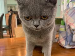 -猫小院猫主题餐厅(三里屯店)