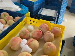 -老袁家蜜桃农场·阳山水蜜桃