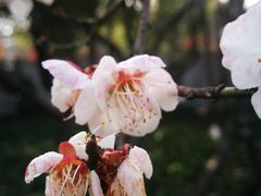 -无锡梅园公园