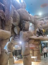 -卡通尼·Safari非洲探索乐园·生日会(金桥国际商业广场店)