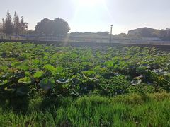 -阳澄湖半岛旅游度假区