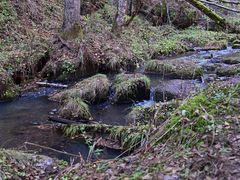 -五营红松林海景区