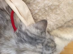 -宠颐生宠物医院·心肾内科·猫专科诊疗中心宠巢店