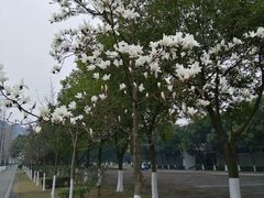 -四川大学(江安校区)