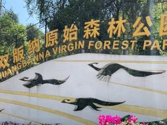 -西双版纳原始森林公园