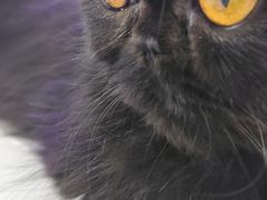 -喵园·猫主题咖啡厅·撸猫·猫咖(国贸店)