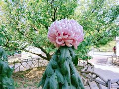 -国家植物园
