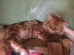 -猫猫幼稚园·撸猫·桌游·电玩