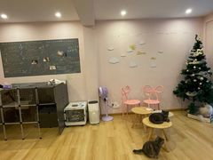 -猫咪派对(江南西店)