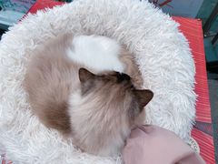 -喵喵咪呀布偶猫咖(春熙路店)