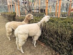 -廊坊固安福朋喜来登酒店