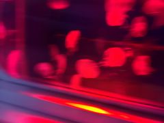 -萌宠奇缘(荣鼎店)