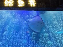 -合肥海洋世界