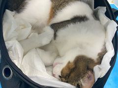 -纳吉亚猫专科动物诊疗中心(蒋宅口分院)