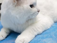 -纳吉亚猫专科动物诊疗中心(蒋宅口分院)