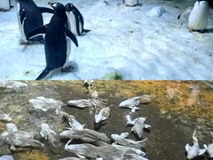 -杭州长乔极地海洋公园