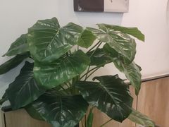 -豪客来牛排(西昌大巷口月城广场店)