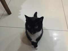 -宠爱国际动物医院· 猫科· 外科·中兽医(长白店)