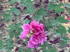 -仁和公园(顺义区)