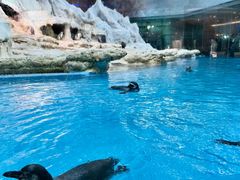 -帝企鹅自助餐厅•儿童岛•真企鹅(长隆企鹅酒店)