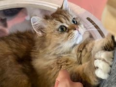 -平行世界·猫咖(首经贸店)