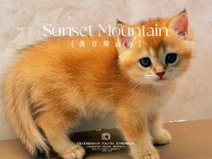 -翊宠yipet猫狗购宠庄园犬舍•猫舍