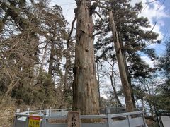 -天目山大树王景区
