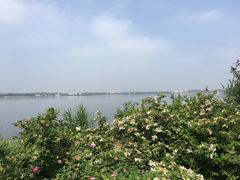 -鹅湖玫瑰文化园