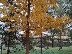 -森林公园(尖草坪区)
