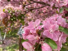 -海棠花溪(元大都城垣遗址公园)