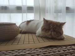 -Sweet cat·星愿猫咖(国贸大厦店)