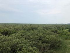 -北海金海湾红树林生态旅游区