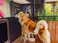 -百好乐宠物友好餐厅(朝外大街店)