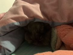 -萌萌喵宠物(百水芊城阅水坊店)