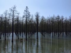 -泗洪洪泽湖湿地景区