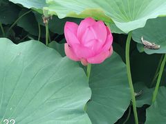 -荷塘月色湿地公园·向阳花洲