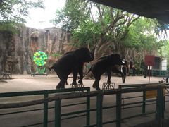 -是拉差龙虎园(Permanently closed)