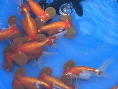 -中环花鸟鱼虫市场
