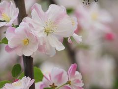 -海棠花溪(元大都城垣遗址公园)