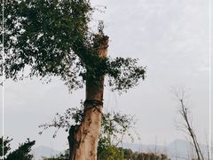 -三垟湿地